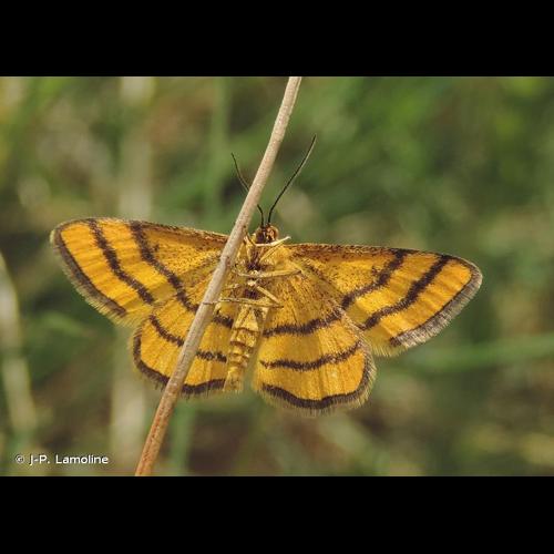 <i>Idaea aureolaria</i> (Denis & Schiffermüller, 1775) © J-P. Lamoline