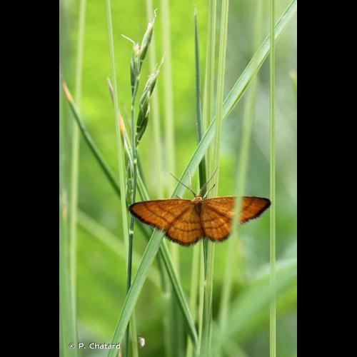 <i>Idaea flaveolaria</i> (Hübner, 1809) © P. Chatard