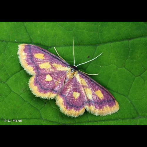 <i>Idaea muricata</i> (Hufnagel, 1767) © D. Morel