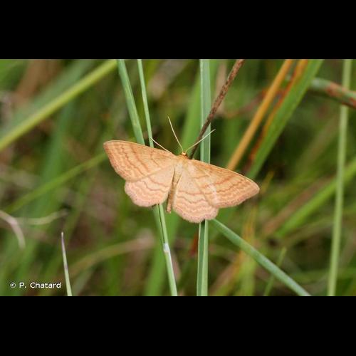 <i>Idaea ochrata</i> (Scopoli, 1763) © P. Chatard