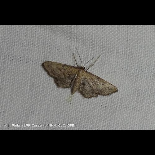 <i>Idaea infirmaria</i> (Rambur, 1833) © J. Piolain LPR Corse - MNHN, CdC, OFB