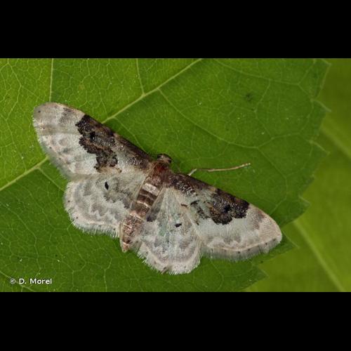 <i>Idaea rusticata</i> (Denis & Schiffermüller, 1775) © D. Morel