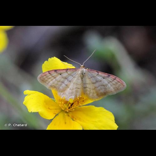 <i>Idaea humiliata</i> (Hufnagel, 1767) &copy; P. Chatard