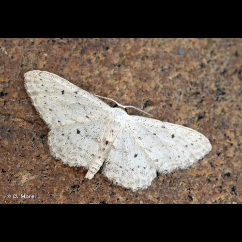 <i>Idaea seriata</i> (Schrank, 1802) © D. Morel