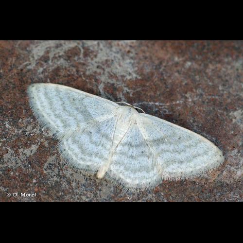 <i>Idaea subsericeata</i> (Haworth, 1809) © D. Morel