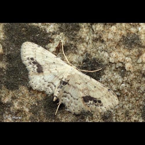 <i>Idaea dimidiata</i> (Hufnagel, 1767) © D. Morel