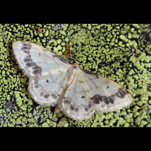<i>Idaea trigeminata</i> (Haworth, 1809) © D. Morel
