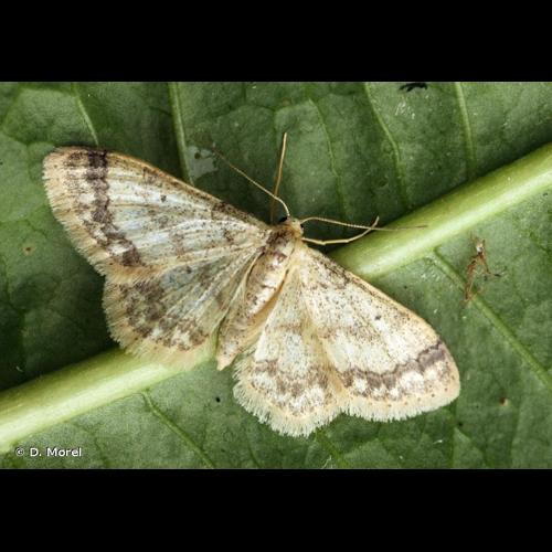 <i>Idaea biselata</i> (Hufnagel, 1767) © D. Morel