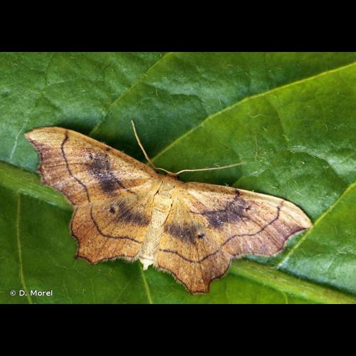 <i>Idaea emarginata</i> (Linnaeus, 1758) © D. Morel