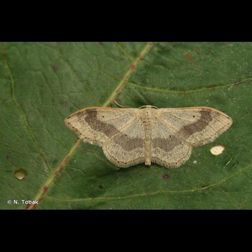 <i>Idaea aversata</i> (Linnaeus, 1758) &copy; N. Tobak