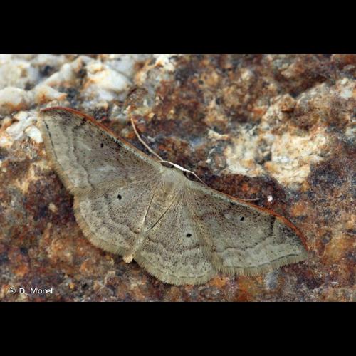<i>Idaea degeneraria</i> (Hübner, 1799) &copy; D. Morel