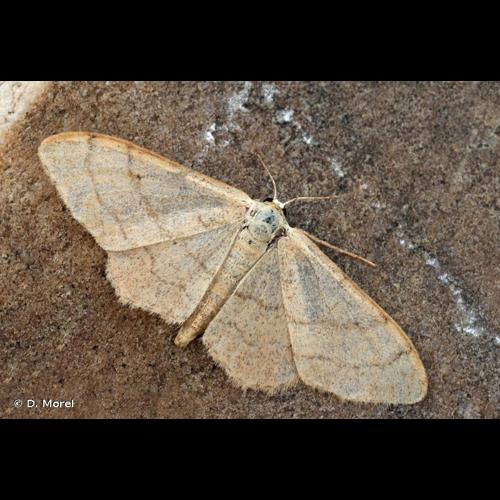 <i>Idaea straminata</i> (Borkhausen, 1794) &copy; D. Morel
