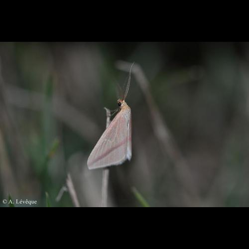 <i>Rhodometra sacraria</i> (Linnaeus, 1767) &copy; A. Lévêque
