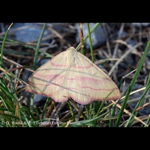 <i>Rhodostrophia vibicaria</i> (Clerck, 1759) © Q. ROME & A. LEVEQUE (Entomo Fauna)
