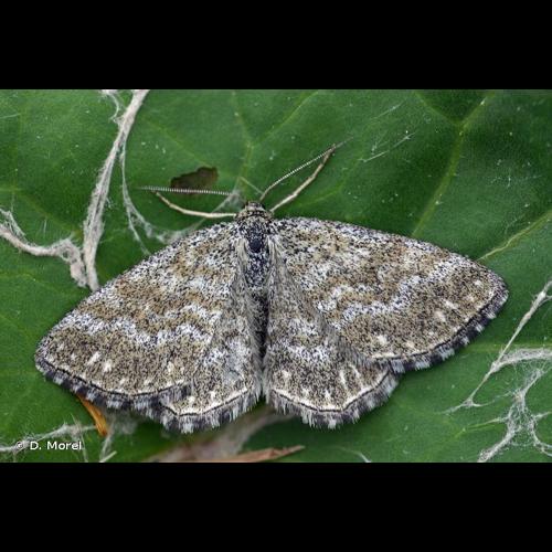 <i>Scopula immorata</i> (Linnaeus, 1758) &copy; D. Morel