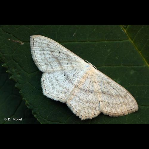 <i>Scopula nigropunctata</i> (Hufnagel, 1767) &copy; D. Morel