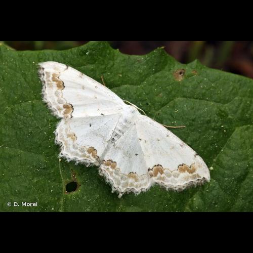 <i>Scopula ornata</i> (Scopoli, 1763) © D. Morel