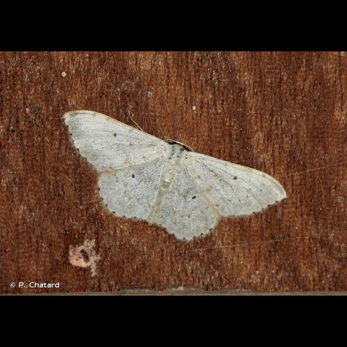 <i>Scopula marginepunctata</i> (Goeze, 1781) © P. Chatard