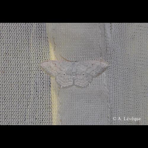 <i>Scopula incanata</i> (Linnaeus, 1758) © A. Lévêque