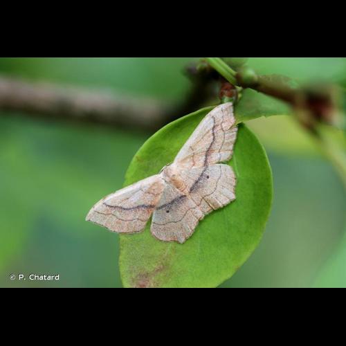 <i>Scopula imitaria</i> (Hübner, 1799) © P. Chatard
