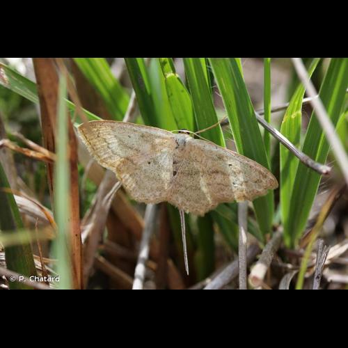 <i>Scopula immutata</i> (Linnaeus, 1758) © P. Chatard