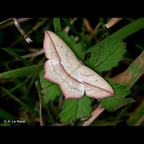 <i>Timandra comae</i> Schmidt, 1931 &copy; A. Le Nevé