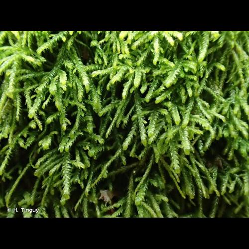 <i>Heterocladium heteropterum</i> (Brid.) Schimp., 1852 © H. Tinguy