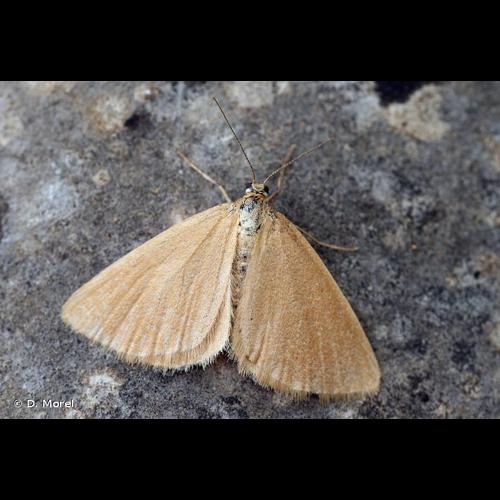 <i>Minoa murinata</i> (Scopoli, 1763) © D. Morel