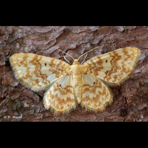 <i>Hydrelia flammeolaria</i> (Hufnagel, 1767) © D. Morel