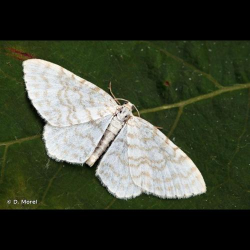 <i>Asthena albulata</i> (Hufnagel, 1767) © D. Morel