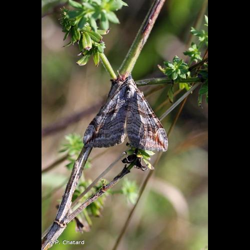 <i>Aplocera plagiata</i> (Linnaeus, 1758) © P. Chatard