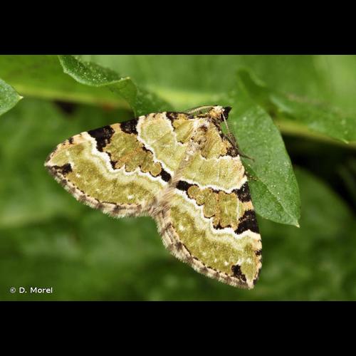 <i>Colostygia pectinataria</i> (Knoch, 1781) &copy; D. Morel