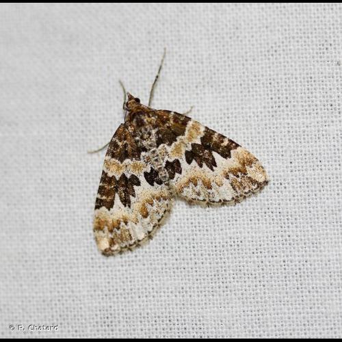 <i>Electrophaes corylata</i> (Thunberg & Sebaldt, 1792) &copy; P. Chatard