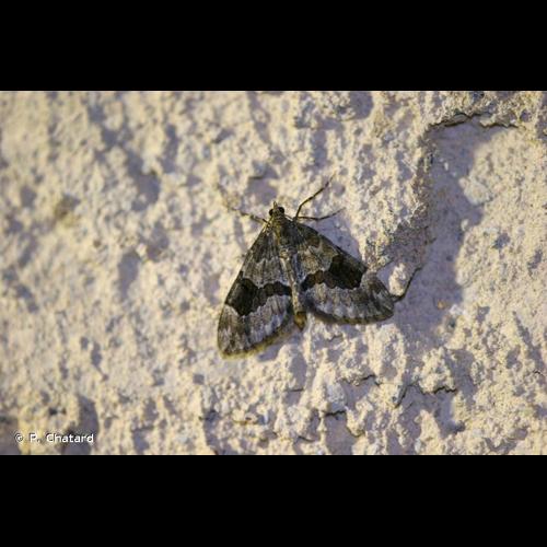 <i>Thera obeliscata</i> (Hübner, 1787) &copy; P. Chatard