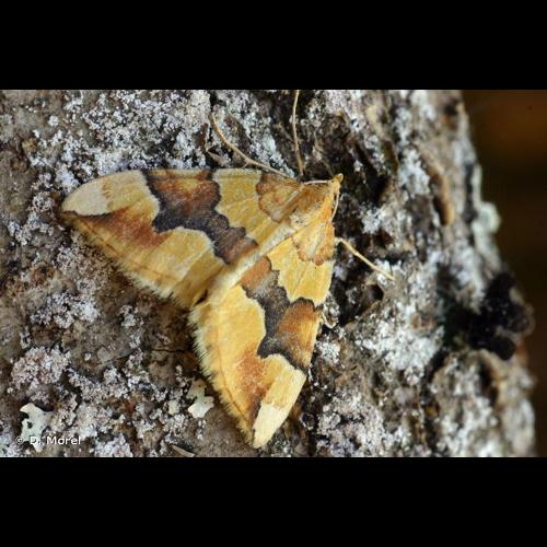 <i>Cidaria fulvata</i> (J. R. Forster, 1771) © D. Morel