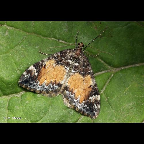 <i>Dysstroma truncata</i> (Hufnagel, 1767) © D. Morel