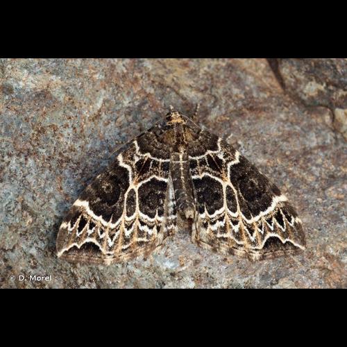 <i>Ecliptopera silaceata</i> (Denis & Schiffermüller, 1775) © D. Morel