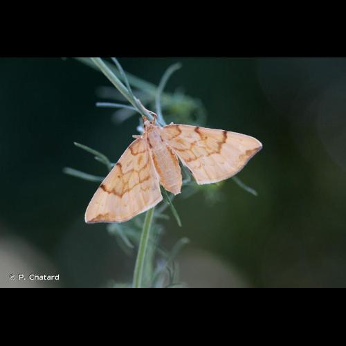 <i>Gandaritis pyraliata</i> (Denis & Schiffermüller, 1775) © P. Chatard