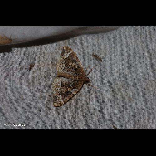 <i>Eulithis prunata</i> (Linnaeus, 1758) © P. Gourdain