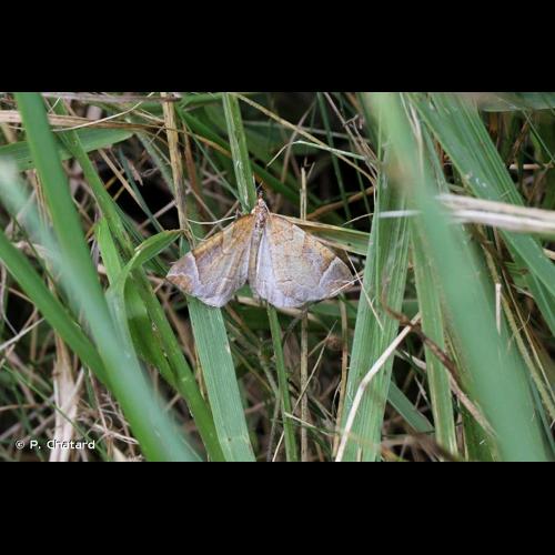 <i>Eulithis testata</i> (Linnaeus, 1761) © P. Chatard