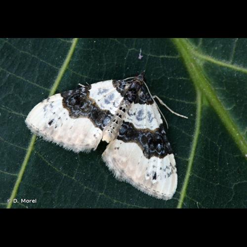 <i>Cosmorhoe ocellata</i> (Linnaeus, 1758) © D. Morel