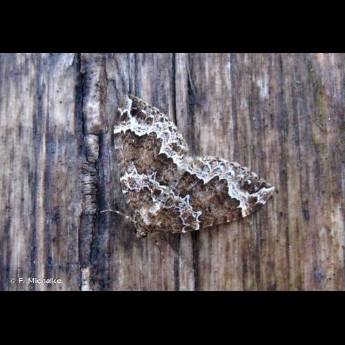 <i>Lampropteryx suffumata</i> (Denis & Schiffermüller, 1775) &copy; F. Michalke