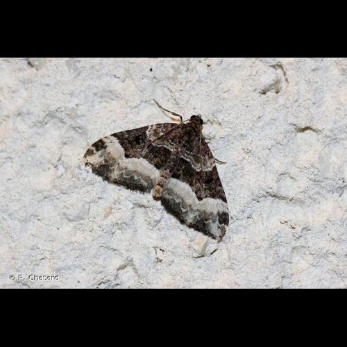 <i>Euphyia unangulata</i> (Haworth, 1809) &copy; P. Chatard