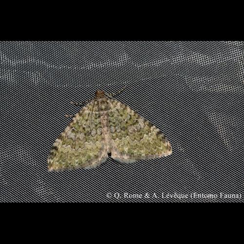 <i>Euphyia frustata</i> (Treitschke, 1828) © Q. ROME & A. LEVEQUE (Entomo Fauna)