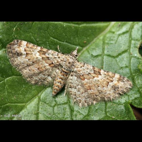 <i>Pasiphila rectangulata</i> (Linnaeus, 1758) &copy; D. Morel