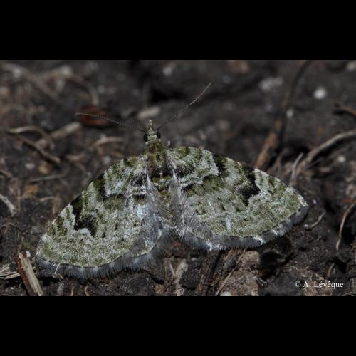 <i>Chloroclystis v-ata</i> (Haworth, 1809) © A. Lévêque