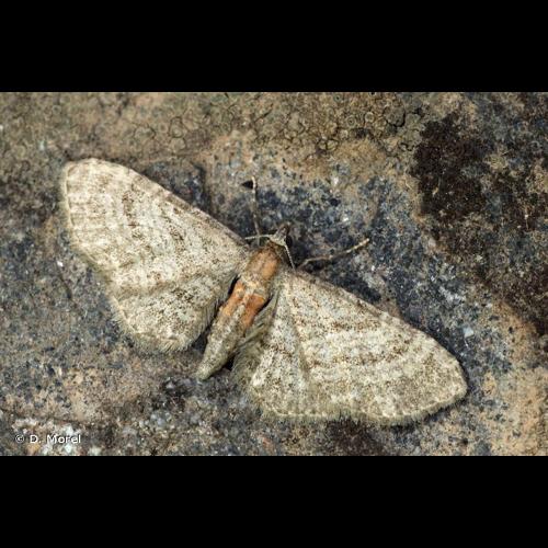 <i>Eupithecia haworthiata</i> Doubleday, 1856 &copy; D. Morel