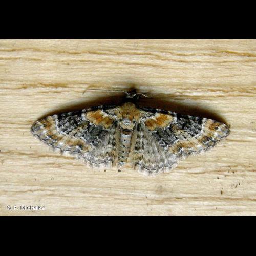 <i>Eupithecia pulchellata</i> Stephens, 1831 © F. Michalke