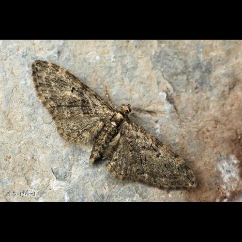<i>Eupithecia abbreviata</i> Stephens, 1831 &copy; D. Morel