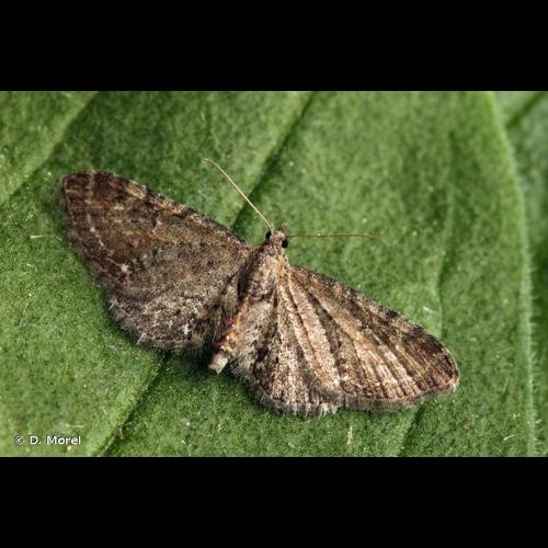<i>Eupithecia tripunctaria</i> Herrich-Schäffer, 1852 &copy; D. Morel
